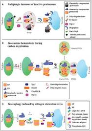 Proteasomes are part of a major mechanism by which cells regulate the concentration of particular proteins and degrade misfolded proteins. Frontiers Spatial Organization Of Proteasome Aggregates In The Regulation Of Proteasome Homeostasis Molecular Biosciences