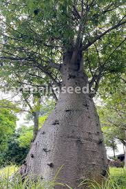 Image result for Adansonia digitata