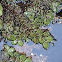 Image result for Salvinia hastata