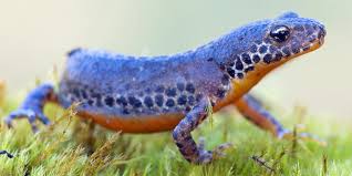 Artenportrat Der Bergmolch Nabu