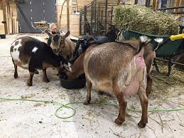 GOAT FARMING BUSINESS PLAN IN NIGERIA - Apprenticeship Consults Africa