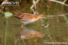 Image result for cup crake