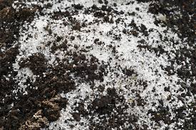 Some consider this brand the best potting soil for marijuana plants, and cannabis growers are very fond of this potting soil for marijuana. Perlite Soil Info Information On Growing Plants In Perlite