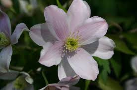 Summer and fall blooming clematis only produce buds on new growth wood. Clematis Pruning Walter Reeves The Georgia Gardener