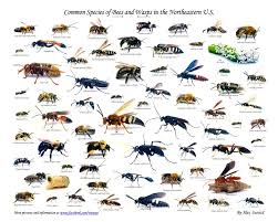 Images Of Different Types Of Bees Different Types Of Bees
