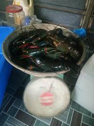 Untuk mendapatkan tanaman air ini. Udang Kara Air Tawar Kedah Publicaciones Facebook