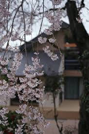 Check spelling or type a new query. Esistono Almeno 13 Alberi Da Frutta Con Fiori Meravigliosi