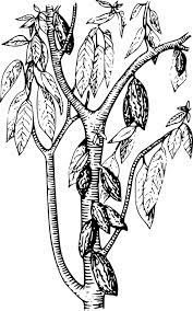 Lihat ide lainnya tentang gambar, tanaman karnivora, tumbuhan pemakan serangga. Pohon Coklat Tanaman Biji Gambar Vektor Gratis Di Pixabay