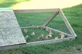 How To Raise Meat Chickens Part 1