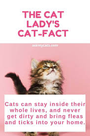 I remember one time she came back with a chunk taken out of her ear. Stop Your Cat From Fighting Neighbor S Cats 7 Easy Helpful Ways