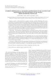 Image result for Psorospermum mechowii