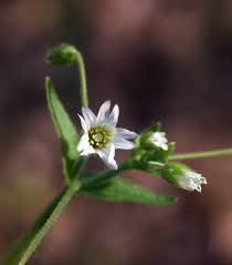 Image result for Cerastium