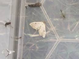 Image result for Anania perlucidalis