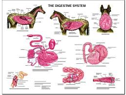 equine digestive anatomy laminated chart lfa 2539