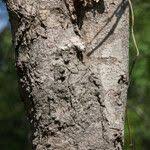 Image result for Strychnos pungens