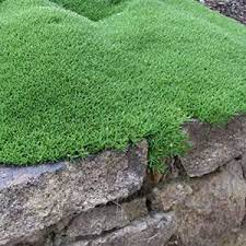 Noen bakkeplanter sprer seg gjennom sine røtter, mens andre legger ut overflate løpere. Canberra Grass Australischer Garten Naturnaher Garten Moosgarten