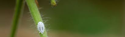 Image result for Mealybug cucumber