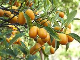 You should eat this small, acid fruit should whole, the rind and all, and they are sour and then sweet. Kumquat Tree Full Size