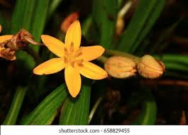 Image result for Hypoxis