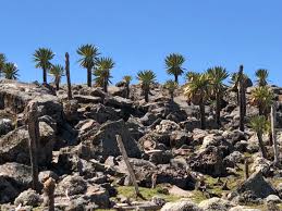 Image result for Girardinia bullosa