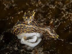 Image result for Erythrococca polyandra