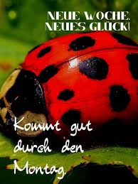 Guten morgen gruss hab einen tollen tag whatsapp video. Schonen Montag 49 2 Bilder Lustig Nett Zum Verschicken
