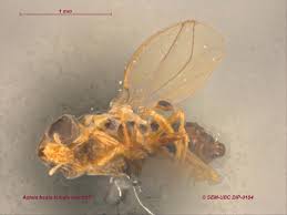 Image result for Entephria byssata