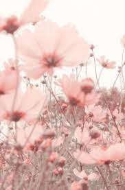 Find and save images from the pink aesthetic collection by renmika (renmika) on we heart it, your everyday app to get lost in what you love. Sommerblumenwiese In Pink Chicchicfindings Etsy Com Hintergrundbilder Flower Wallpaper Flowers Photography Pink Aesthetic