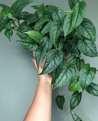 Astromons begin at different grades, but all can be ascended up to grade 6. Monstera Siltepecana Smartplantcare For Monsterasiltepecana Swisscheeseplant Monstera Shade To Part Sun Plants Monstera Siltepecana Pretty Plants