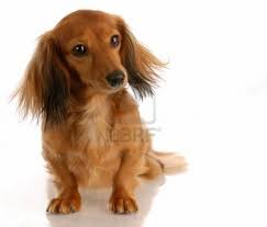 Miniature Long Haired Dachshund Sitting On White Background Girl Dog Names Long Haired Dachshund Long Haired Miniature Dachshund