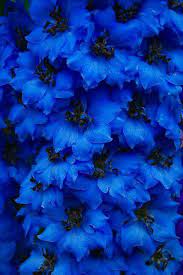 ورد ازرق blue delphinium delphinium blue flowers