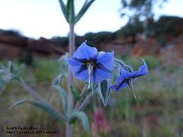 Image result for Trichodesma zeylanicum