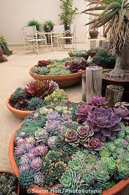 This spring the aloe cbwinters, the left side of each taller cactus is more affected and the cactus on the left is the most the same soil mix that i mentioned for the cactus wouldn't hurt the aloe. Containers Of Succulents On Santa Barbara Patio Planting Succulents Succulents Plants