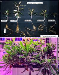 Image result for Pteronia acuminata