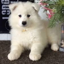 They have very fluffy coats and a bear face. Adopt A Samoyed Puppy Near Los Angeles Ca Get Your Pet