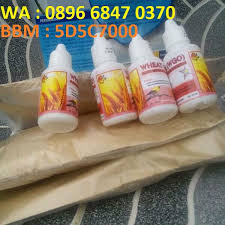 Belanja makanan burung aman dan nyaman di tokopedia. Obat Agar Burung Cepat Bertelur Wgo Shopee Indonesia