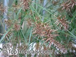 Image result for Cyperus sp.no.5