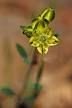 Haplophyllum boissieranum