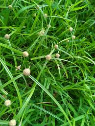 Image result for Kyllinga erecta