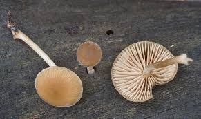 Image result for Simocybe centunculus
