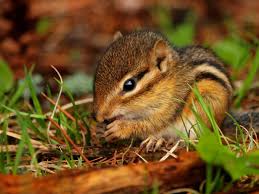 We did not find results for: How To Get Rid Of Chipmunks Getridofthings Com