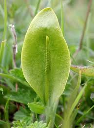 Image result for Ophioglossaceae