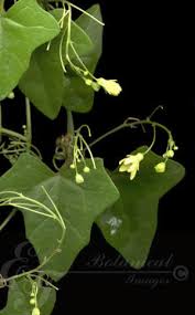 Image result for Zehneria parvifolia