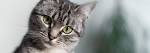 Domestic Shorthair - PetGuide