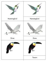 Air Land Water Animals Realistic Clipart Three By Green Tree Montessori Materials Teachers Pay Teachers Water Animals Clip Art Card Set