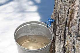 How To Make Maple Syrup At Home Mother Earth News