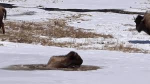 Wolves From Canada Arrive In Colorado, Nobody's Saying Where They'll Be  Released