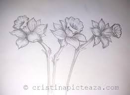 Desen in creion cu trandafiri. Desene In Creion Flori De Narcisa Cristina Picteaza