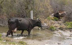 Ganado Bovino Puede Generar Contaminacion Al Medio Ambiente El Sudcaliforniano Noticias Locales Policiacas Sobre Mexico Baja California Sur Y El Mundo