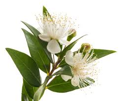 Image result for Myrtaceae